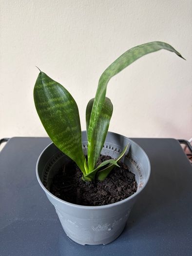 snake plant