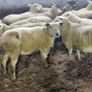 Hoggets Image 4