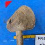 24oz Mallet Image 3