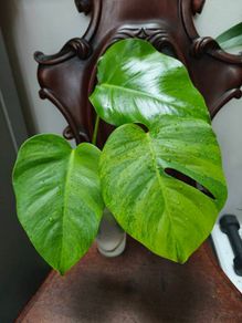 No.4 Monstera Green On Green Leaf Cutting