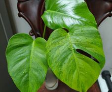 No.4 Monstera Green On Green Leaf Cutting