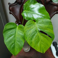 No.4 Monstera Green On Green Leaf Cutting