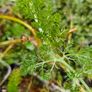Herbs, Lavender, Strawberry Plants Image 5