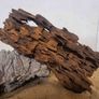 Dragon Wood Image 8