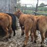 10 Limousine heifers Image 5
