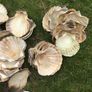 sea shells cupped Image 9