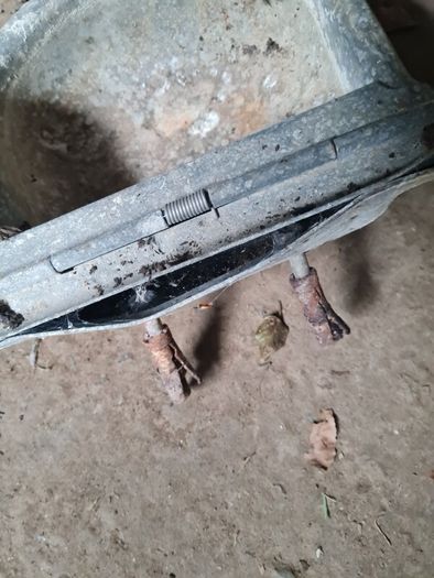 Water Trough