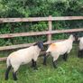 Suffolk X hoggets - 11 Image 5