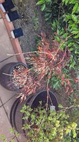 Potted japanese acer