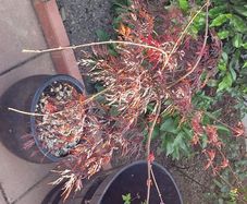 Potted japanese acer