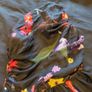 absolutely stunning floral one shoulder maxi dress. brand new. Image 6