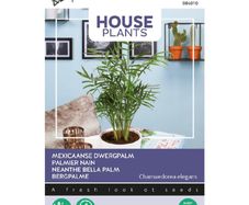 (P) Buzzy House Plant Dwarf Palm seeds 15s (840107)