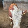 Hereford bull organic Image 2