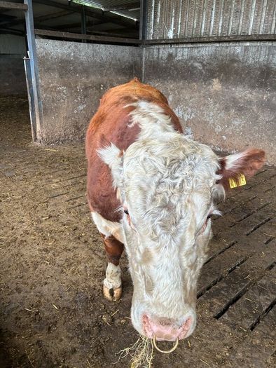 Hereford bull organic