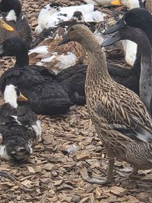 ducks