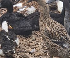 ducks