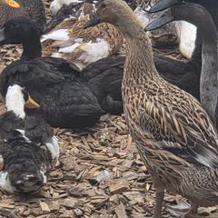 ducks