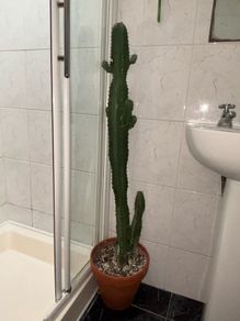 Large African Milk Tree approx 4ft Tall