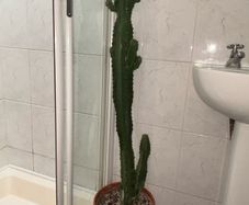 Large African Milk Tree approx 4ft Tall