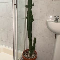 Large African Milk Tree approx 4ft Tall