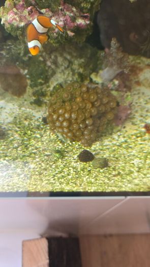 coral