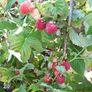 Raspberry Plants Image 3