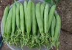 Garden Peas