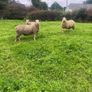 Pedigree Charollais ram lambs Image 4