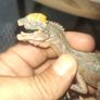 Dilophosaurus Figurine Realistic Jurassic Park Dinosaur Image 3