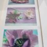 Framed Purple Poppy  images,  in square prints Image 6