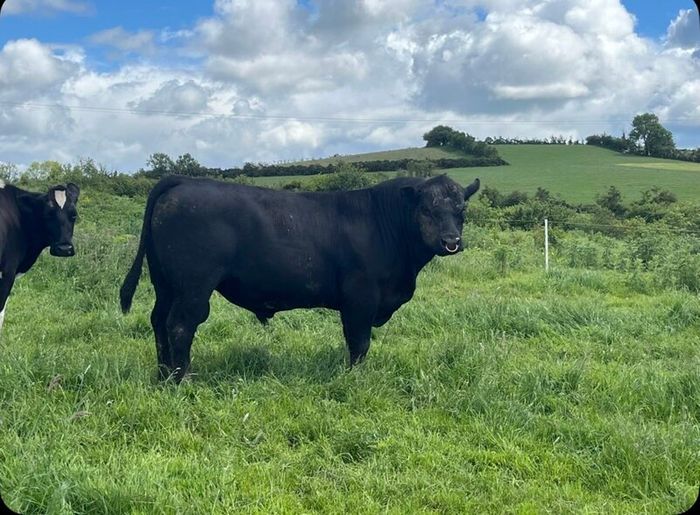 PBR Angus bull