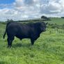 PBR Angus bull Image 3