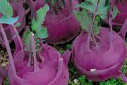 (K) Kohlrabi Purple Vienna seeds 2g (123537)