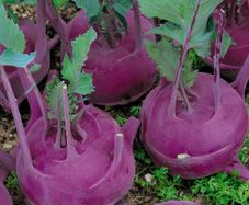 (K) Kohlrabi Purple Vienna seeds 2g (123537)