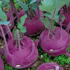 (K) Kohlrabi Purple Vienna seeds 2g (123537)