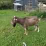 Billy Goat Image 3