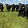 Angus bullocks Image 8