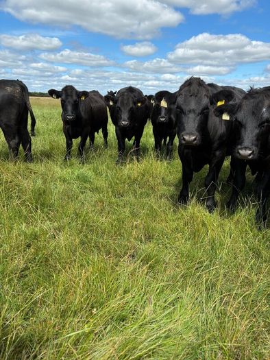 Angus bullocks