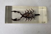 Vintage encapcilated scorpion in resin