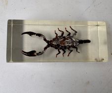 Vintage encapcilated scorpion in resin