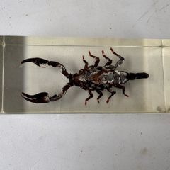 Vintage encapcilated scorpion in resin