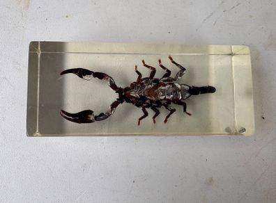 Vintage encapcilated scorpion in resin
