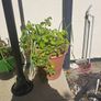 10 garden pots and plants inc Image 7
