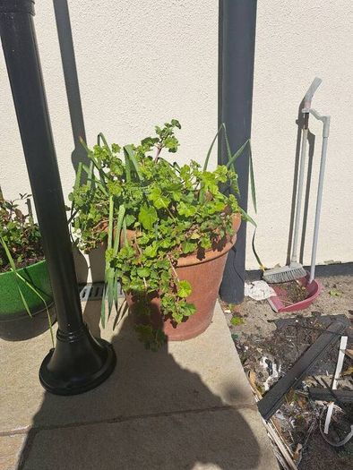 10 garden pots and plants inc