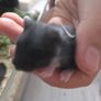 Hamster babies Image 2