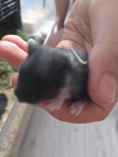 Hamster babies