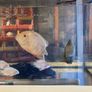 Fish please read add Image 3