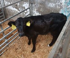 Calves