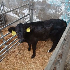 Calves