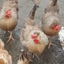 Fertile Cream Legbar Eggs Image 5